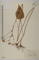 藏品(東風菜)的圖片