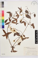 藏品(山木通)的圖片