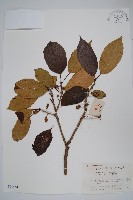 藏品(異色獼猴桃)的圖片