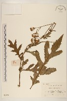 藏品(三七草)的圖片