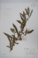 藏品(柳葉水蓑衣)的圖片