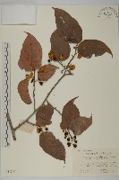 藏品(毛脈顯柱南蛇藤)的圖片