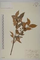 藏品(百齒衛矛)的圖片