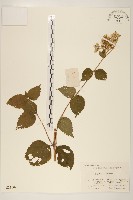 藏品(華澤蘭)的圖片