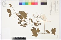 藏品(女萎)的圖片