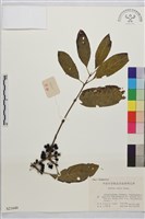 藏品(凍綠)的圖片