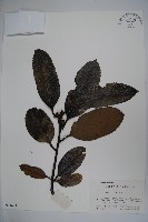 藏品(廣葉冬青、大葉冬青、苦丁茶)的圖片