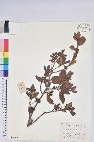 藏品(唐杜鵑、大屯杜鵑、中原氏杜鵑)的圖片