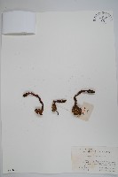 藏品(日本蛇菰)的圖片