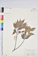 藏品(反刺苦櫧)的圖片