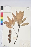 藏品(綿柯)的圖片