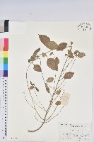 藏品(鐵莧菜)的圖片