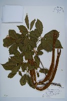 藏品(黃金風鈴木)的圖片