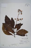 藏品(假酸漿)的圖片