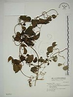 藏品(屏東鐵線蓮)的圖片