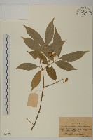 藏品(大果衛矛)的圖片