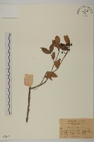 藏品(無柄衛矛)的圖片