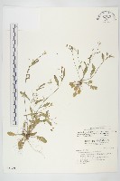 藏品(玉山筷子芥)的圖片