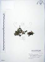 藏品(小椒草)的圖片