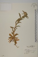 藏品(捕蟲瞿麥)的圖片