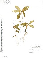 藏品(巨葉花遠志)的圖片