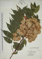 藏品(臺灣欒樹)的圖片