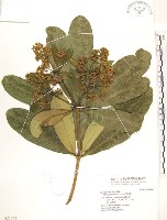 藏品(黑板樹)的圖片