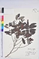 藏品(裡白饅頭果)的圖片