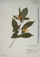 藏品(山黃梔)的圖片