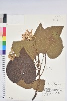 藏品(廣東油桐、皺桐)的圖片