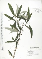 藏品(水麻)的圖片
