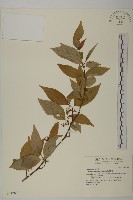 藏品(佩羅特木)的圖片