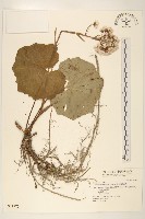 藏品(臺灣款冬)的圖片