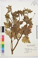 藏品(水辣菜、禺毛茛)的圖片