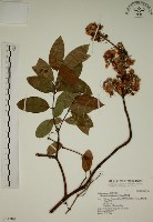 藏品(猿尾藤)的圖片