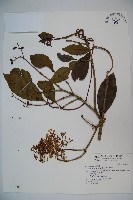 藏品(著生珊瑚樹)的圖片