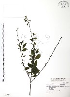 藏品(燈稱花、烏雞骨)的圖片