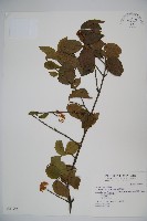 藏品(呂宋莢迷)的圖片