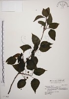 藏品(阿里山五味子)的圖片