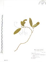 藏品(巨葉花遠志)的圖片