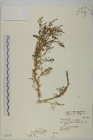 藏品(裸花鹼蓬)的圖片