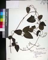 藏品(麥氏鐵線蓮)的圖片