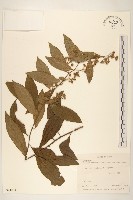 藏品(過山龍)的圖片