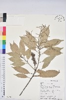 藏品(子彈石櫟、柯)的圖片