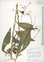 藏品(杜若)的圖片