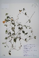 藏品(蘭嵌馬藍)的圖片