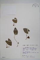 藏品(太平山細辛)的圖片