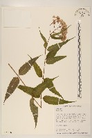 藏品()的圖片