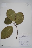 藏品(破布烏)的圖片