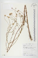 藏品(狗娃花)的圖片